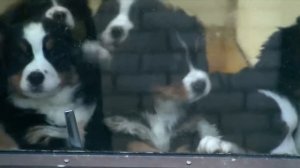 FILIGRIB KENNEL  Bernese mountain dog (Home vdeo)