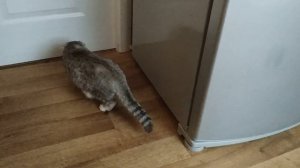 МЯУКАНЬЕ КОТЯТ ? МИЛЫЕ КОТИКИ И СМЕШНЫЕ КОТЯТА МЯУКАЮТ / ГОВОРЯЩИЕ КОТЫ / КОШКИ РАЗГОВАРИВАЮТ /