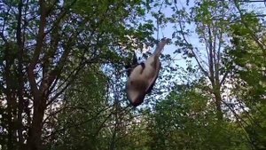 Ловля славки черноголовки #2. Сезон закрыл.