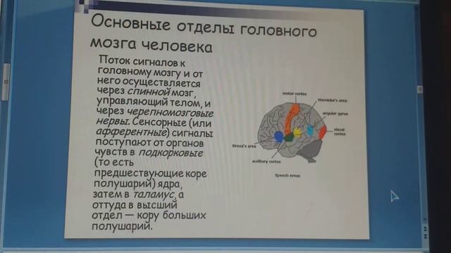 Человеческий мозг смотреть онлайн