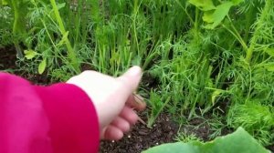 УКРОП ОПЯТЬ ВЫРОС / ВТОРАЯ СРЕЗКА