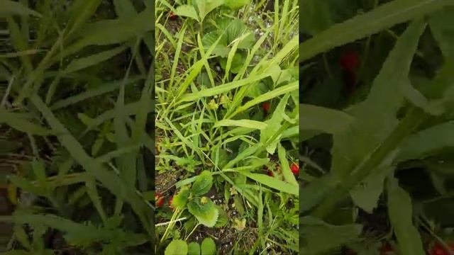 Шарлотта рем. сорт клубники со вкусом и ароматом земляники