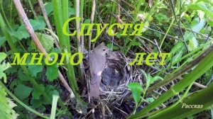 Спустя много лет.. (рассказ)