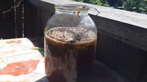 Еловая щитовка.1ч.Боремся народным способом.