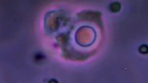 Морские водоросли -дар Бога и моря