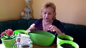 Посадка клубневой бегонии