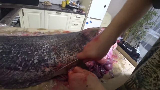 Быстрая чистка и разделка огромного сома. смотреть онлайн