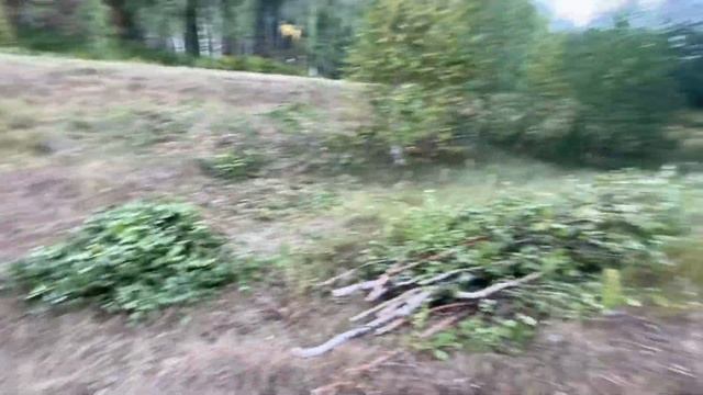 Как я ворую ветки? сбор ветки для веников| где взять ветки| банные Веники смотреть онлайн