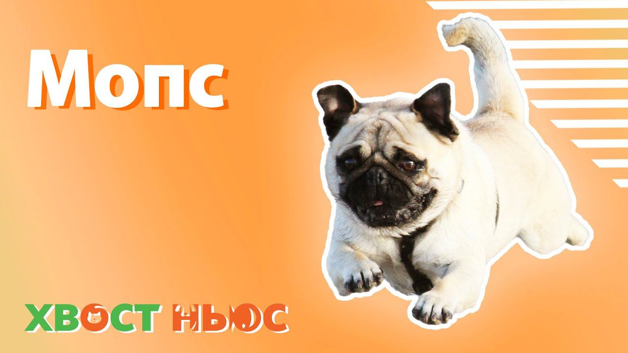 Все о породе мопс смотреть онлайн