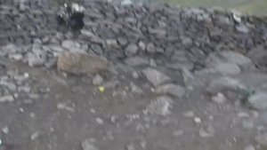 Пасём скот в горах Памира. Таджикистан. Ванч. Бунай.