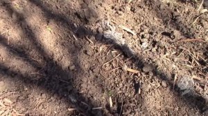 СОЛОМУ ИСПОЛЬЗУЮ ДЛЯ МУЛЬЧИРОВАНИЯ ГРЯДОК.