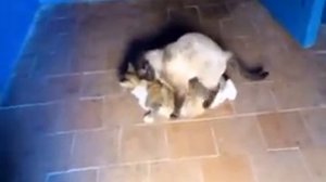 Спаривание кошек, было страшно пройти