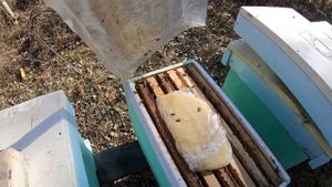 Как перезимовали отводки на 1 рамку расплода_