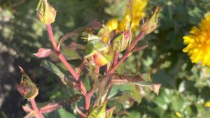 Срочно прищипните верхушки у невызревших побегах роз