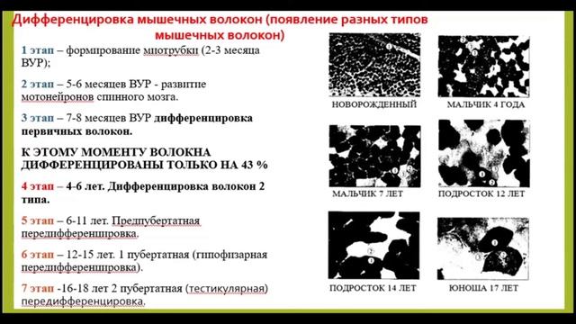 Энергообеспечение мышечной деятельности у детей и подростков. смотреть онлайн