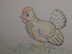 Как нарисовать курицу