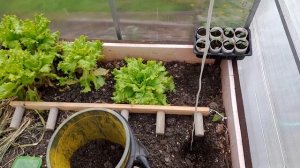 Что положить в лунку при посадке томатов. Посадка томатов без минеральных удобрений. Подвязка