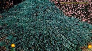 Можжевельник горизонтальный Уилтони. Краткий обзор, описание juniperus horizontalis Wiltonii