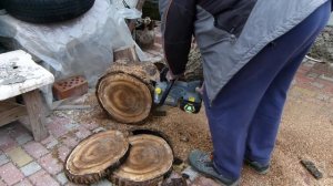 Пилю орех большого диаметра аккумуляторной цепной пилой