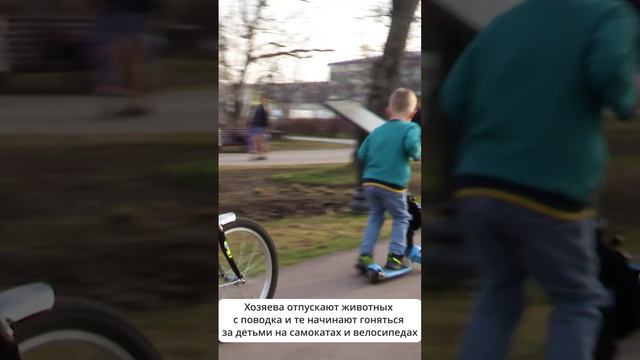 Жители Южно-Сахалинска жалуются на владельцев собак  #сахалин #новостисахалина
