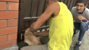 собака застряла в воротах