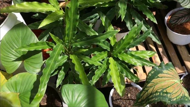 INTIP HARGA CALATHEA DI TAHUN 2021 | MURAH MERIAH AUTO BORONG !!! смотреть онлайн