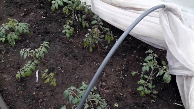 Томаты Первая подкормка после высадки в грунт смотреть онлайн