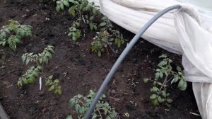 Томаты Первая подкормка после высадки в грунт