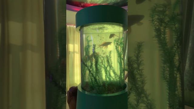 Янган-Тау 2023#санаторий#башкортостан#янгантау смотреть онлайн