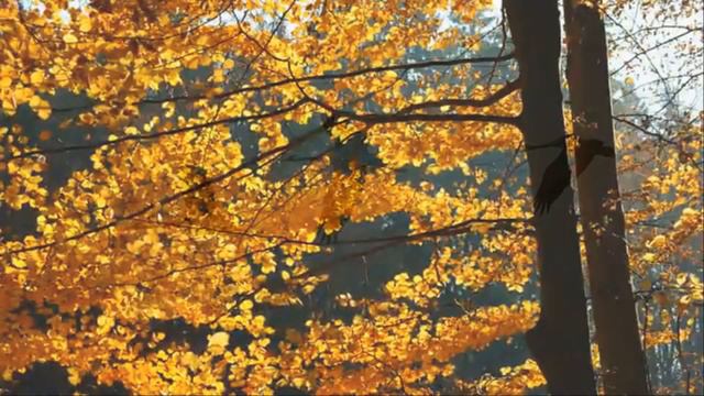 Ах,осень,осень!Как ты хороша! смотреть онлайн