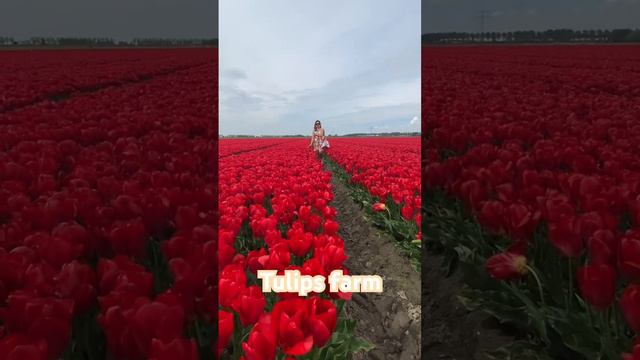 #tulips #red #flowers #favorite #heavenonearth