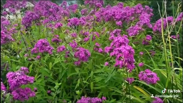 ЦВЕТЕТ ГОРТЕНЗИЯ АНАБЕЛЬ И ФЛОКСЫ