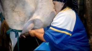 Ручная дойка коровы !Чистое молоко эстафета!