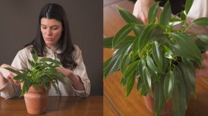 Philodendron wend-imbe Houseplant Care — 161 of 365