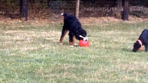 Bernese Mountain Dog vs Saint Bernard: Which is Better? Dog vs Dog