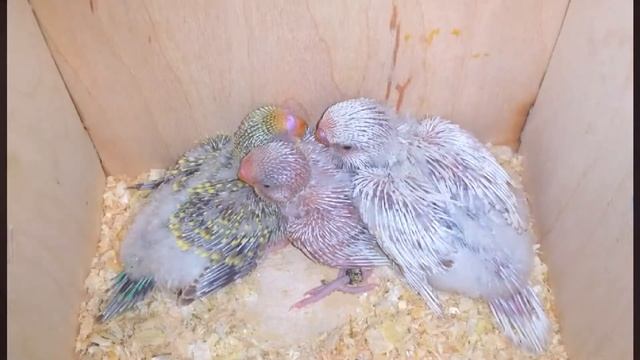 Птенцы волнистых попугаев (Чехи) смотреть онлайн