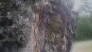 "Мне с детства снилась высота" / ВЫСОТА / THE HEIGHT