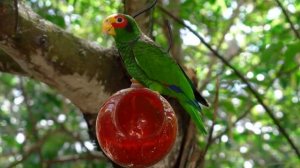 Тропические птицы 4к