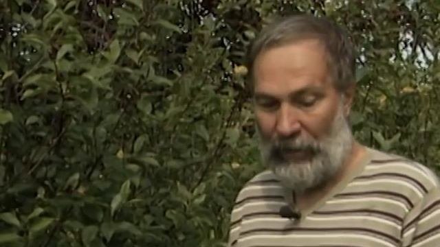 От чего зависит урожайность вишни. Вовремя предупредить кокомикоз на вишне.