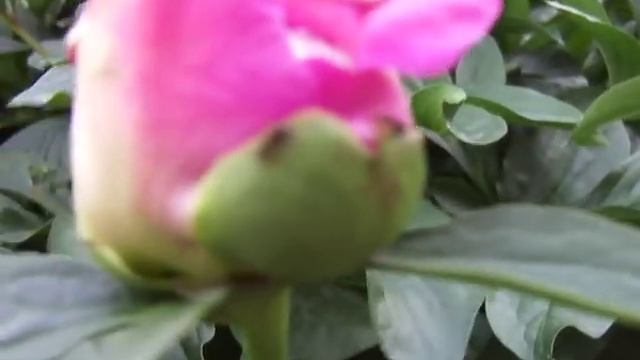 Дачные истории. Бутон пиона и парочка муравьев.