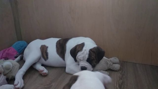 Мгновение ). Щенки Американского Бульдога Кубы. Возраст: 3 месяца. смотреть онлайн