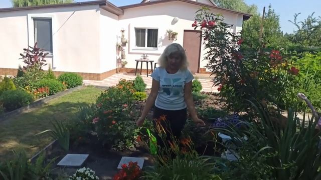 Лилейники, летний уход