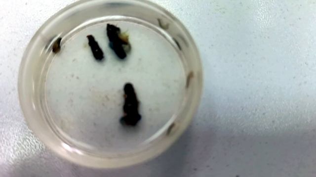 Порт Листвянка. Часть1-Музей Байкала. Шаманим и бурханим у Шаман-камня. Listvianka смотреть онлайн