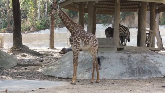 Чианг Май. Зоопарк. смотреть онлайн