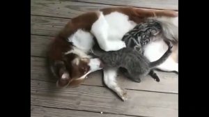 Подборка смешных котов и собак