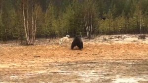 Выбор пули для охоты с лайкой.Охотничья страсть на грани жизни и смерти.
