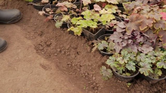 Когда сажать многолетние цветы. Как хранить рассаду многолетних цветов.