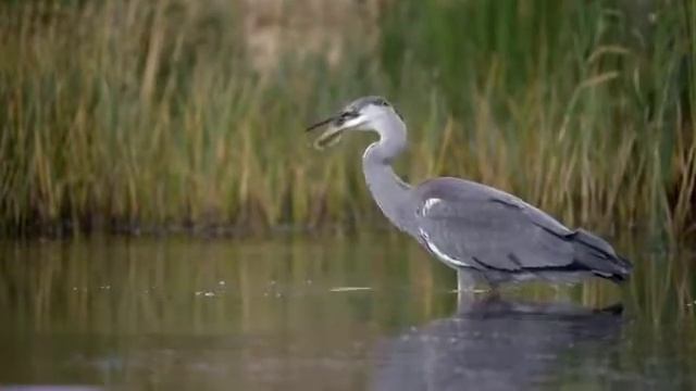 охота цапли смотреть онлайн