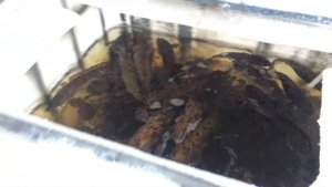 Купить малька и крупную рыбу налим для зарыбления пруда