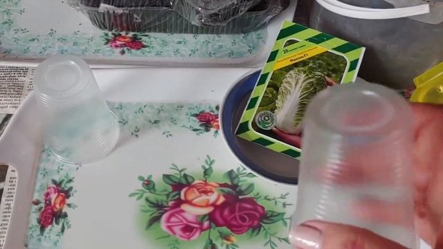Сію пекінську капусту на розсаду // ВИРОЩУВАННЯ КАПУСТИ. смотреть онлайн